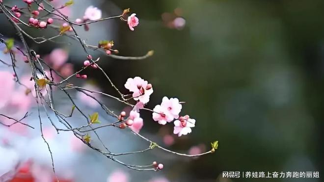 慧月嫂为你提供全方位的月子服务PG麻将胡了模拟器重庆女王智(图2)
